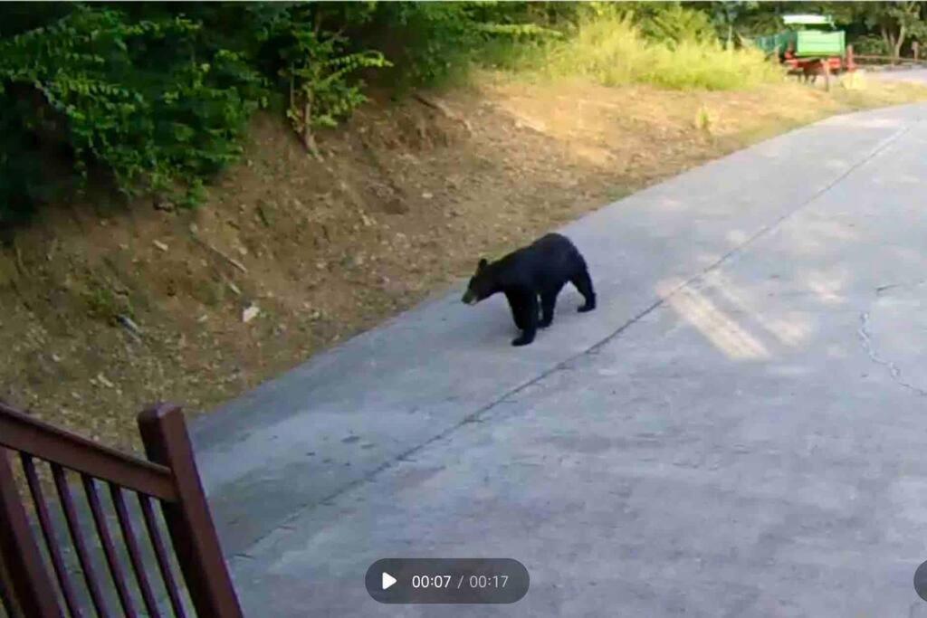 Bear Country Cabin Sevierville Eksteriør billede